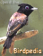 Birdpedia current logo